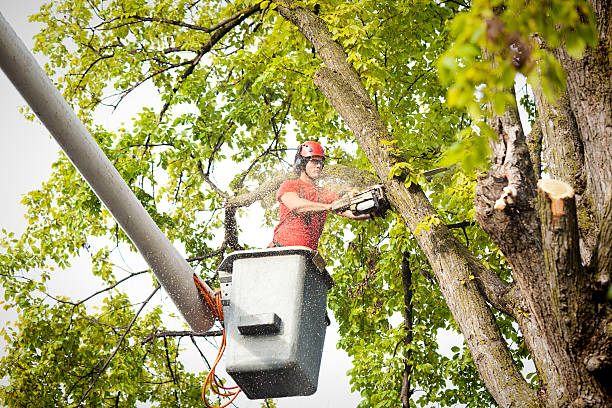 Best Tree Preservation Services  in Sound Beach, NY